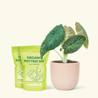 Alocasia 'Grey Dragon', Medium