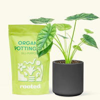 Small alocasia mirrorface in a black cylinder pot and a bag of soil.