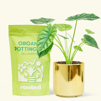 Small alocasia mirrorface in a gold cylinder pot and a bag of soil.
