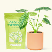 Small alocasia mirrorface in a peach cylinder pot and a bag of soil.