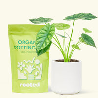 Small alocasia mirrorface in a white cylinder pot and a bag of soil.