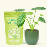 Small alocasia mirrorface in a green rounded pot and a bag of soil.