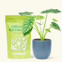 Small alocasia mirrorface in a indigo rounded pot and a bag of soil.