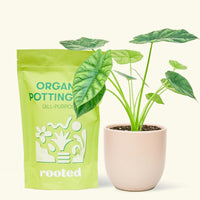Small alocasia mirrorface in a pink rounded pot and a bag of soil.