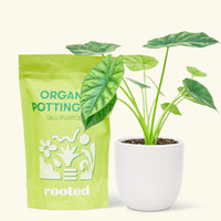 Small alocasia mirrorface in a white rounded pot and a bag of soil.