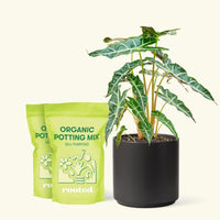 Alocasia 'Polly' in White Pot