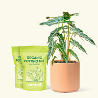 Alocasia 'Polly' in White Pot