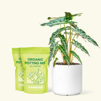 Alocasia 'Polly' in White Pot