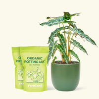 Alocasia 'Polly' in White Pot