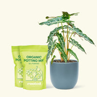 Alocasia 'Polly' in White Pot