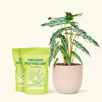 Alocasia 'Polly' in White Pot