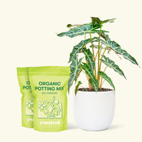 Alocasia 'Polly' in White Pot