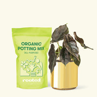 Small Alocasia Red Mambo in a gold cylinder pot and a bag of soil.