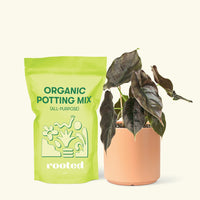 Small Alocasia Red Mambo in a peach cylinder pot and a bag of soil.