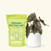 Small Alocasia Red Mambo in a white cylinder pot and a bag of soil.