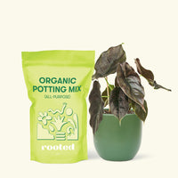 Small Alocasia Red Mambo in a green round pot and a bag of soil.