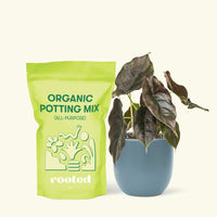 Small Alocasia Red Mambo in a indigo round pot and a bag of soil.