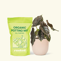 Small Alocasia Red Mambo in a pink round pot and a bag of soil.