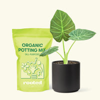 Small Alocasia Regal Shields in a black cylinder pot and a bag of soil.