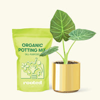 Small Alocasia Regal Shields in a gold cylinder pot and a bag of soil.