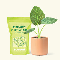 Small Alocasia Regal Shields in a peach cylinder pot and a bag of soil.