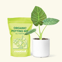 Small Alocasia Regal Shields in a white cylinder pot and a bag of soil.