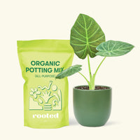 Small Alocasia Regal Shields in a green round pot and a bag of soil.