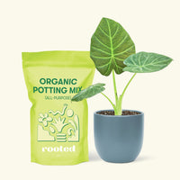 Small Alocasia Regal Shields in a indigo round pot and a bag of soil.
