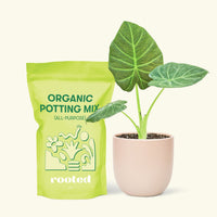 Small Alocasia Regal Shields in a pink round pot and a bag of soil.