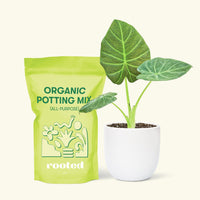 Small Alocasia Regal Shields in a white round pot and a bag of soil.