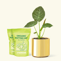 Medium Alocasia Regalshield (Alocasia odora x reginula) in a gold cylinder pot and 2 bags of soil.
