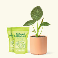 Medium Alocasia Regalshield (Alocasia odora x reginula) in a peach cylinder pot and 2 bags of soil.