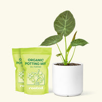 Medium Alocasia Regalshield (Alocasia odora x reginula) in a white cylinder pot and 2 bags of soil.