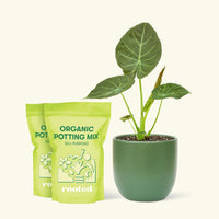 Medium Alocasia Regalshield (Alocasia odora x reginula) in a green rounded pot and 2 bags of soil.