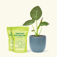 Medium Alocasia Regalshield (Alocasia odora x reginula) in a indigo rounded pot and 2 bags of soil.