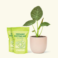 Medium Alocasia Regalshield (Alocasia odora x reginula) in a pink rounded pot and 2 bags of soil.