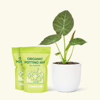 Medium Alocasia Regalshield (Alocasia odora x reginula) in a white rounded pot and 2 bags of soil.
