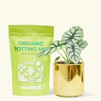 A bag of Organic Potting Mix to the left of a Alocasia 'Silver Dragon' in a gold cylinder ceramic pot.