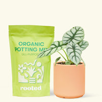 A bag of Organic Potting Mix to the left of a Alocasia 'Silver Dragon' in a peach cylinder ceramic pot.