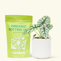 A bag of Organic Potting Mix to the left of a Alocasia 'Silver Dragon' in a white cylinder ceramic pot.