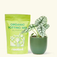 A bag of Organic Potting Mix to the left of a Alocasia 'Silver Dragon' in a forest rounded ceramic pot.