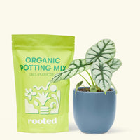 A bag of Organic Potting Mix to the left of a Alocasia 'Silver Dragon' in a indigo rounded ceramic pot.
