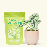 A bag of Organic Potting Mix to the left of a Alocasia 'Silver Dragon' in a pink rounded ceramic pot.
