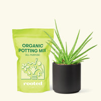 Small Aloe Vera in a black cylinder pot and a bag of soil.