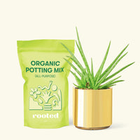 Small Aloe Vera in a gold cylinder pot and a bag of soil.