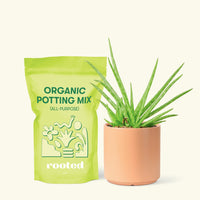 Small Aloe Vera in a peach cylinder pot and a bag of soil.