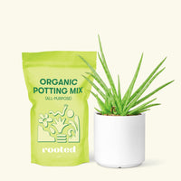 Small Aloe Vera in a white cylinder pot and a bag of soil.