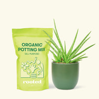 Small Aloe Vera in a green round pot and a bag of soil.