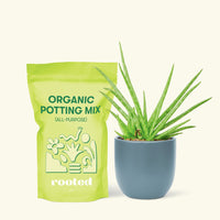 Small Aloe Vera in a indigo round pot and a bag of soil.