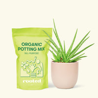 Small Aloe Vera in a pink round pot and a bag of soil.